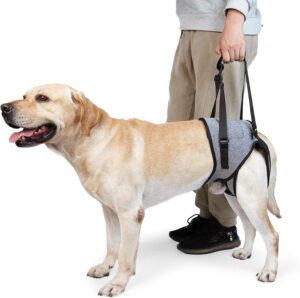 Dotoner Arnés de Levantamiento para Perros, Apoyo para Patas Traseras, Correa Suave para Perros Lesionados y Discapacitados (XL, Gris)