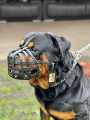 Bozal Ligero de Piel Auténtica para Perros Grandes, Rottweiler y Mastín, Ajuste Perfecto