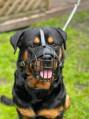 Bozal de Metal para Perro Rottweiler, Mastín y Retriever - Cesta de Alambre con Correas Ajustables