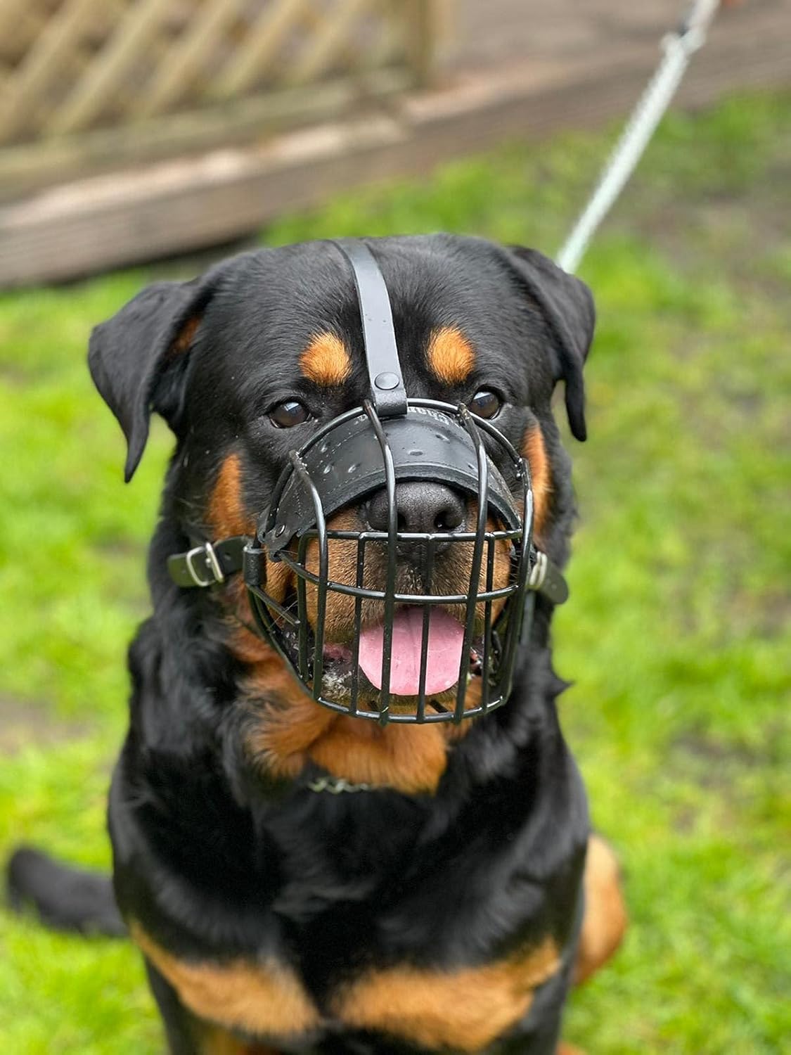 Bozal de Metal para Perro Rottweiler, Mastín y Retriever - Cesta de Alambre con Correas Ajustables