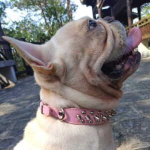 Collar de Piel de Microfibra Ajustable Hifrenchies para Perros Pequeños, Medianos y Grandes, Color Rosa