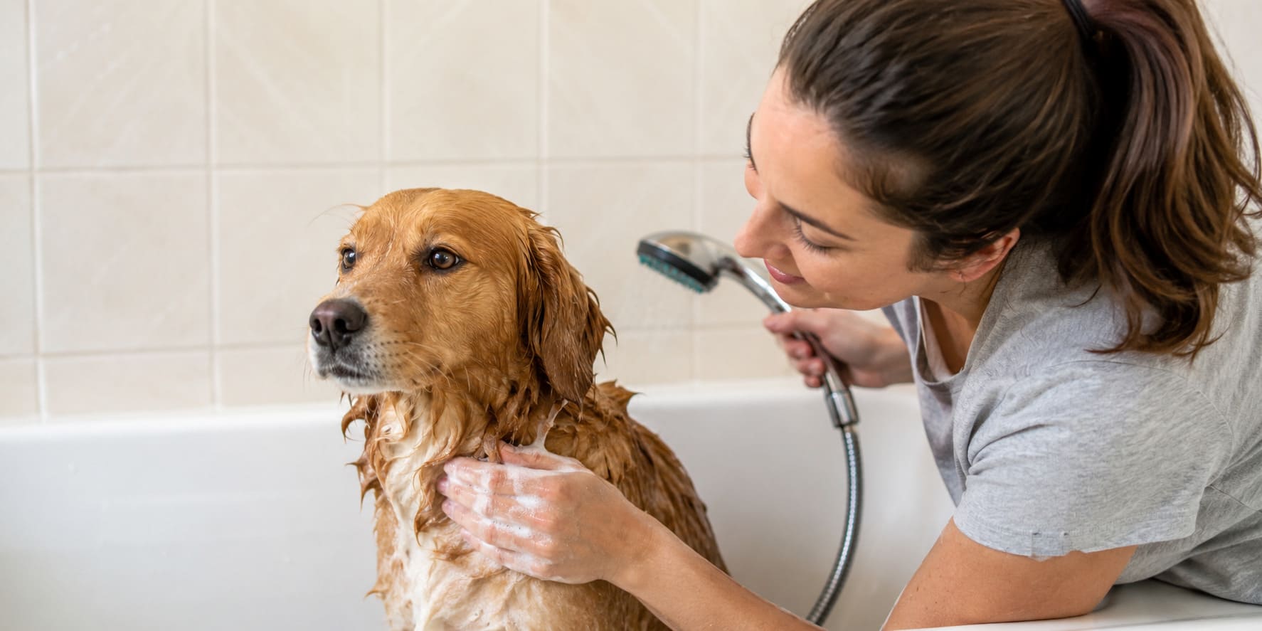 cada cuánto bañar a un perro